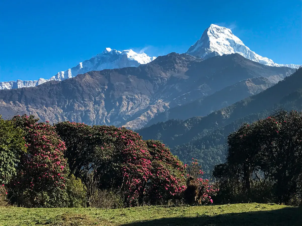 Mt. Annapurna South with Rhodo at Ghorepani