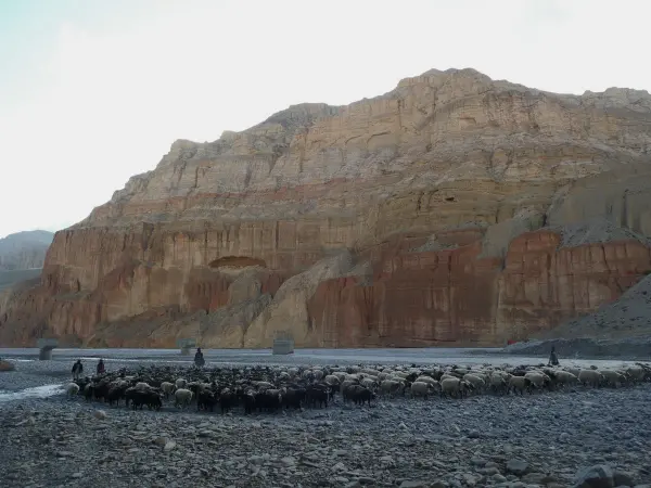 Goats Along The Kaligandaki Rivers Web
