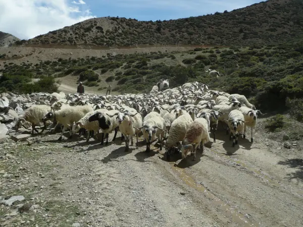 Goats Farm Around Mustang Web