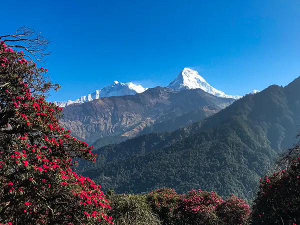 Rhododendron at Ghorepani-Mardi Himal Trek