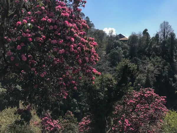 Rhododendron around Ghorepani-ABC Trek