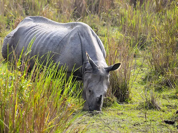 Into the Wilds of Bardiya